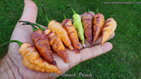 Blue Ghost (Peach) - Pepper Seeds - White Hot Peppers